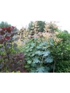 Mákkóró / MACLEAYA microcarpa