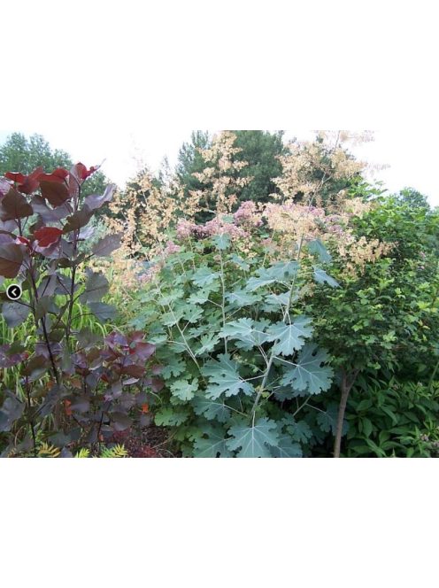 Mákkóró / MACLEAYA microcarpa
