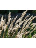 Prémes gyöngyperje / MELICA ciliata