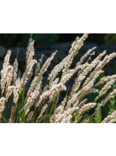 Prémes gyöngyperje / MELICA ciliata