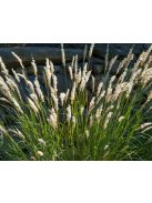 Prémes gyöngyperje / MELICA ciliata
