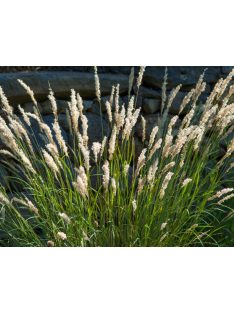 Prémes gyöngyperje / MELICA ciliata