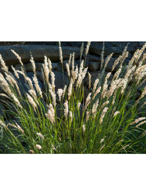 Prémes gyöngyperje / MELICA ciliata