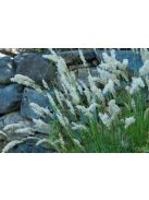 Prémes gyöngyperje / MELICA ciliata