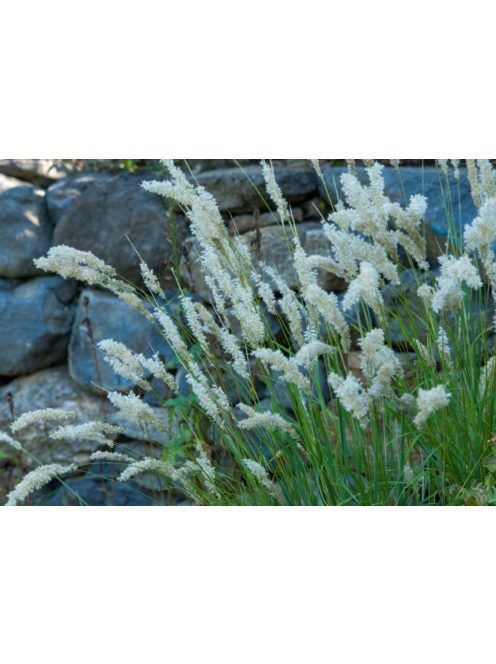 Prémes gyöngyperje / MELICA ciliata