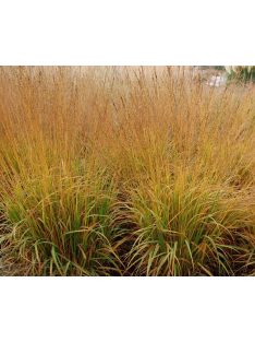 Nyugati kékperje / MOLINIA caerulea ssp. arundinacea