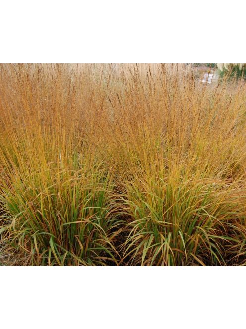 Nyugati kékperje / MOLINIA caerulea ssp. arundinacea