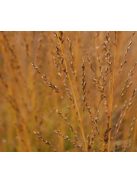 Nyugati kékperje / MOLINIA caerulea ssp. arundinacea