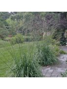 Nyugati kékperje / MOLINIA caerulea ssp. arundinacea