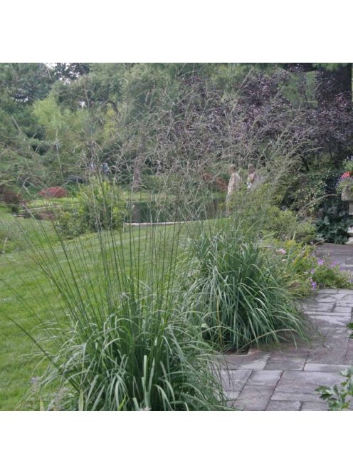 Nyugati kékperje / MOLINIA caerulea ssp. arundinacea