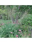 Nyugati kékperje / MOLINIA caerulea ssp. arundinacea