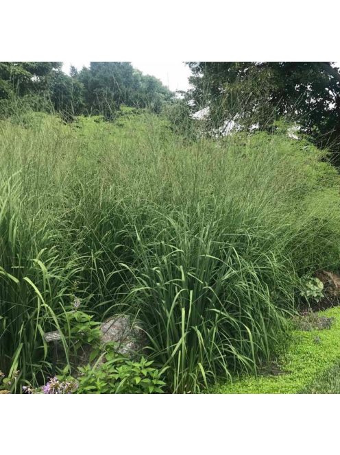 Nyugati kékperje / MOLINIA caerulea ssp. arundinacea
