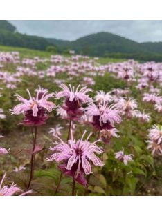Keleti méhbalzsam / MONARDA bradburiana