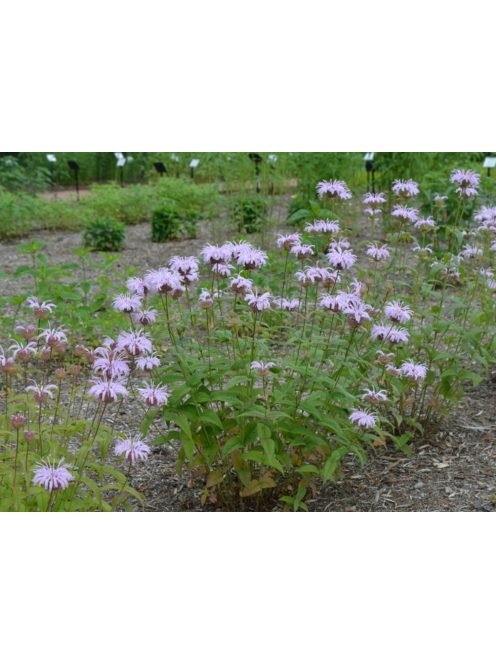 Keleti méhbalzsam / MONARDA bradburiana