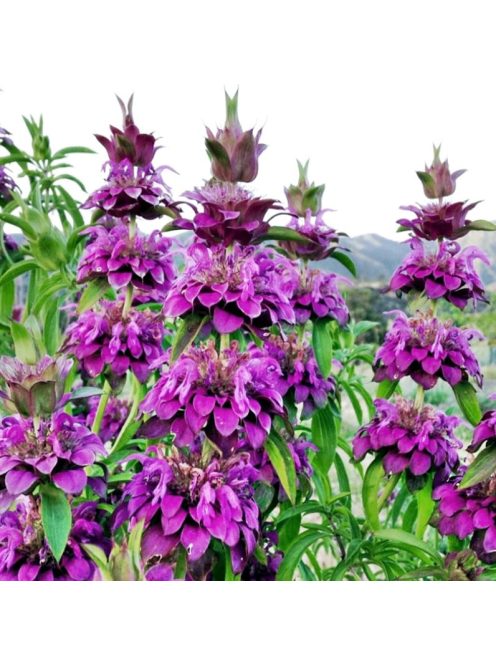 Citromillatú méhbalzsam / MONARDA Citriodora-Hybr. 'Bergamo'