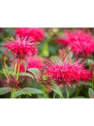 Vörös méhbalzsam / MONARDA didyma