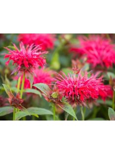 Vörös méhbalzsam / MONARDA didyma