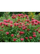 Vörös méhbalzsam / MONARDA didyma