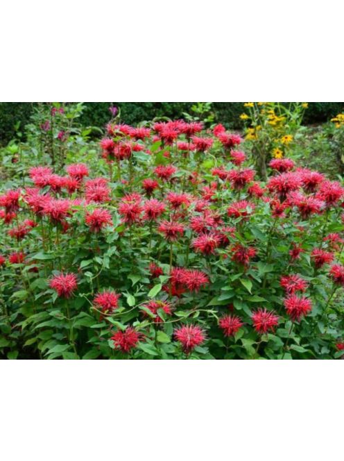 Vörös méhbalzsam / MONARDA didyma
