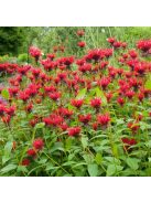 Vörös méhbalzsam / MONARDA didyma