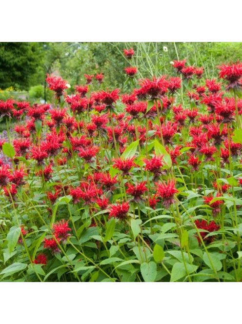 Vörös méhbalzsam / MONARDA didyma