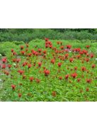 Vörös méhbalzsam / MONARDA didyma