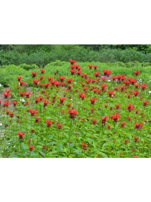 Vörös méhbalzsam / MONARDA didyma