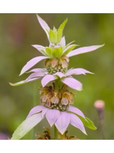 Pettyes méhbalzsam / MONARDA punctata