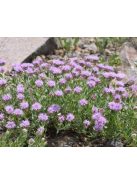 MONARDELLA odoratissima