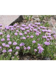 MONARDELLA odoratissima