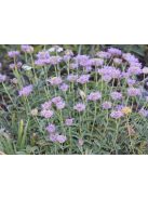 MONARDELLA odoratissima