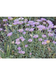 MONARDELLA odoratissima
