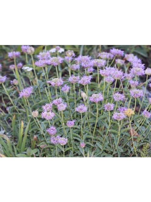 MONARDELLA odoratissima