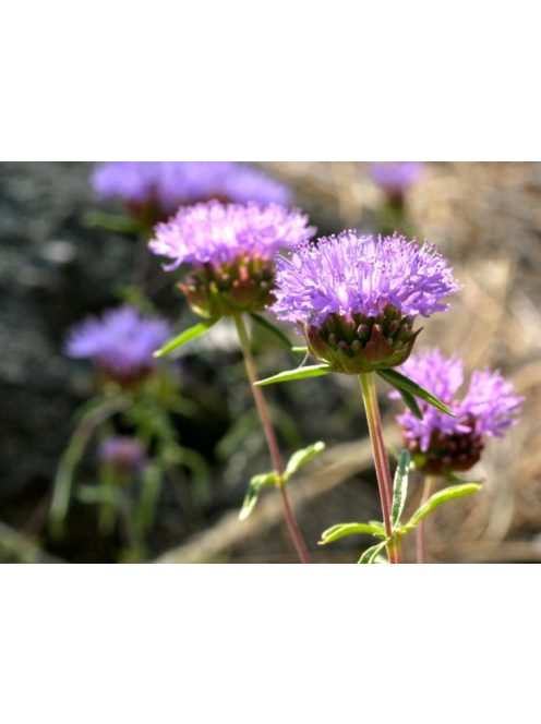 MONARDELLA odoratissima