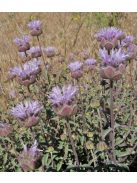 MONARDELLA odoratissima