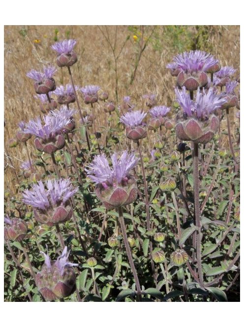 MONARDELLA odoratissima