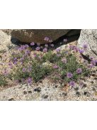 MONARDELLA odoratissima
