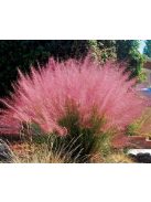 Vattacukorfű / MUHLENBERGIA capillaris