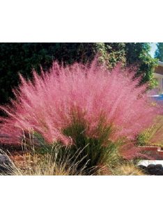Vattacukorfű / MUHLENBERGIA capillaris