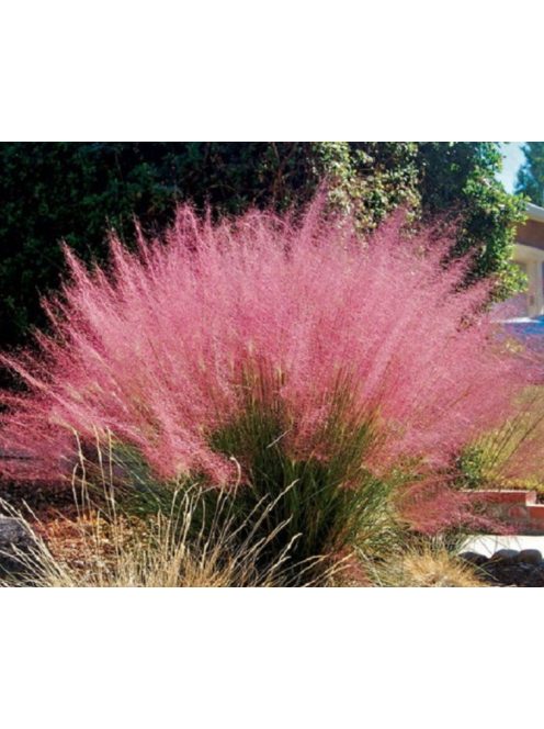 Vattacukorfű / MUHLENBERGIA capillaris
