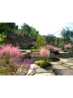 Vattacukorfű / MUHLENBERGIA capillaris