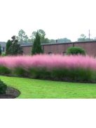 Vattacukorfű / MUHLENBERGIA capillaris