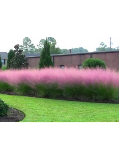 Vattacukorfű / MUHLENBERGIA capillaris