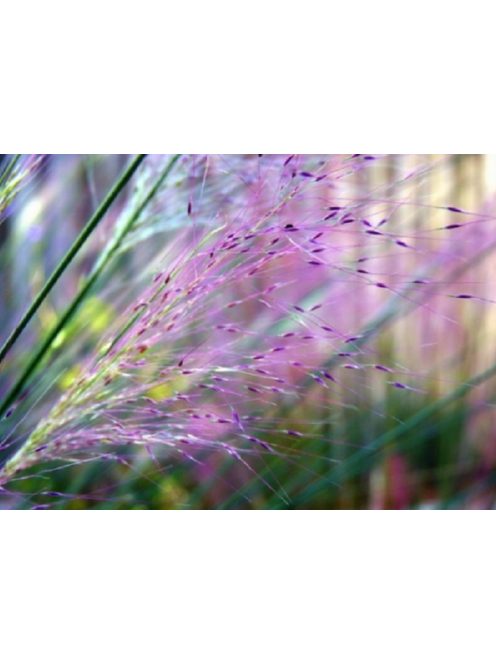 Vattacukorfű / MUHLENBERGIA capillaris