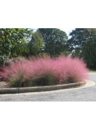 Vattacukorfű / MUHLENBERGIA capillaris