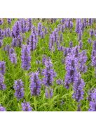 Macskamenta / NEPETA nervosa