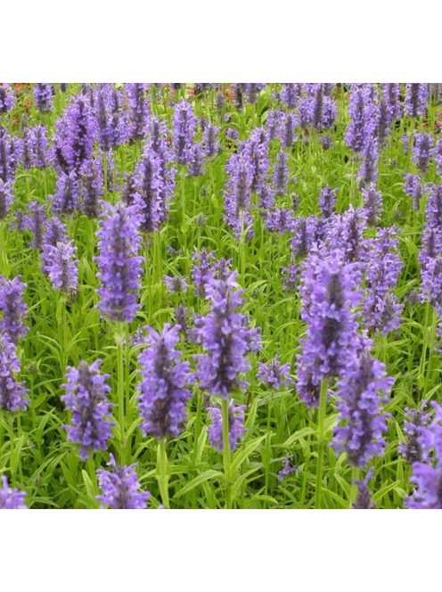 Macskamenta / NEPETA nervosa