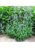 Macskamenta / NEPETA nervosa