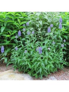 Macskamenta / NEPETA nervosa