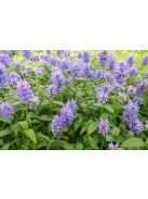 Macskamenta / NEPETA nervosa